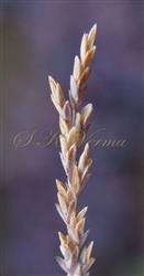  Raceme (a part) with spikelets